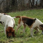 Chien d'Artois Chien d'Artois